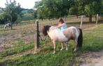 Beleerde shetlander hengst, Hengst