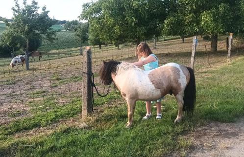 Beleerde shetlander hengst, Dieren en Toebehoren, Paarden en Pony's | Dekhengsten en Fokmerries, Hengst