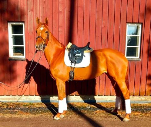 Allround mare for sale, Dieren en Toebehoren, Paarden, Merrie, L, 165 tot 170 cm, 7 tot 10 jaar, Recreatiepaard, Met stamboom