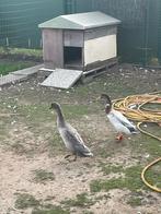 2 loopeendjes te koop, Enlèvement, Comme neuf