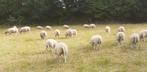 schapen, Dieren en Toebehoren, Meerdere dieren, Schaap, 0 tot 2 jaar