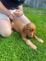 Chiots Cocker Spaniel