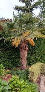 Trachicarpus Fortunei/chinese palmboom, Printemps, Enlèvement, Autres espèces, Plante fixe