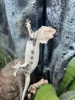 Wimpergekko lilly white vrouw 22ONxLU3