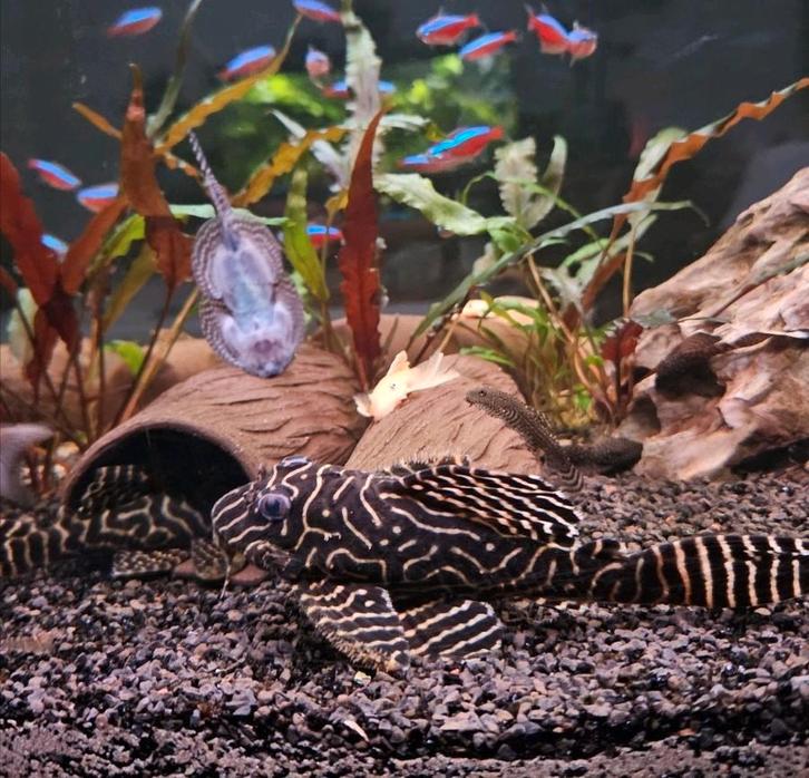 L333 King Tiger Pleco (Hypancistrus ), Dieren en Toebehoren, Vissen | Aquariumvissen, Zoetwatervis, Vis