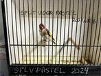 Distelvink split v pastel 2024, Dieren en Toebehoren, Vogels | Overige Vogels, Mannelijk