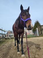 Halve stal/bijrijdster volbloed merrie, Dieren en Toebehoren, Merrie, B, 3 tot 6 jaar, 160 tot 165 cm