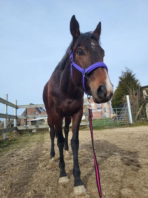Halve stal/bijrijdster volbloed merrie, Dieren en Toebehoren, Paarden, Merrie, B, 160 tot 165 cm, 3 tot 6 jaar, Recreatiepaard