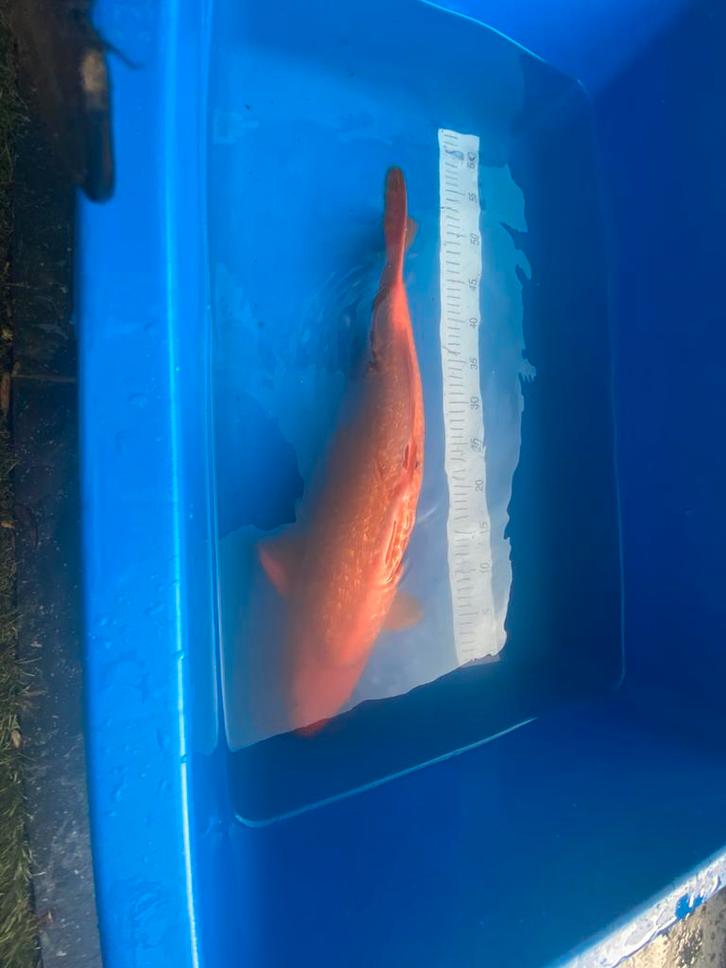 Japanse koi., Dieren en Toebehoren, Vissen | Vijvervissen