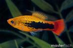 Platy hawaii, Dieren en Toebehoren, Vis, Zoetwatervis