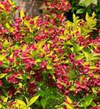 Weigelia looymans aurea en rubidor-geelbladig-bijenplant !, Enlèvement ou Envoi