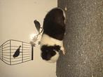 Cavia beer us teddy zwartbont tt kwaliteit, Dieren en Toebehoren, Mei, Cavia