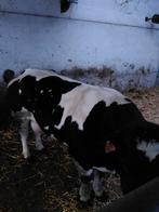 Belgisch wit blauw koe, Zakelijke goederen, Ophalen of Verzenden