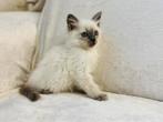 Ragdoll kittens zoeken gouden huisje, Meerdere dieren, Gechipt, 0 tot 2 jaar