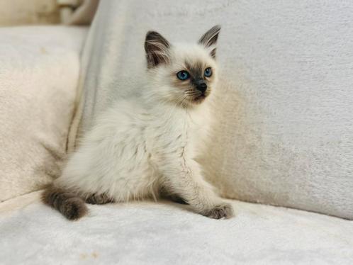 Ragdoll kittens zoeken gouden huisje, Dieren en Toebehoren, Katten en Kittens | Raskatten | Langhaar, Meerdere dieren, 0 tot 2 jaar