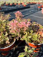 Sedum spurium ‘Variegatum’ P10,5cm, Tuin en Terras, Planten | Tuinplanten, Ophalen, Bodembedekkers, Volle zon, Vaste plant