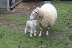 schaap met ooilam, Dieren en Toebehoren, Vrouwelijk, Schaap, 3 tot 5 jaar