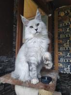 Maine Coons, Dieren en Toebehoren, Katten en Kittens | Raskatten | Langhaar, Kater, Gechipt, 0 tot 2 jaar