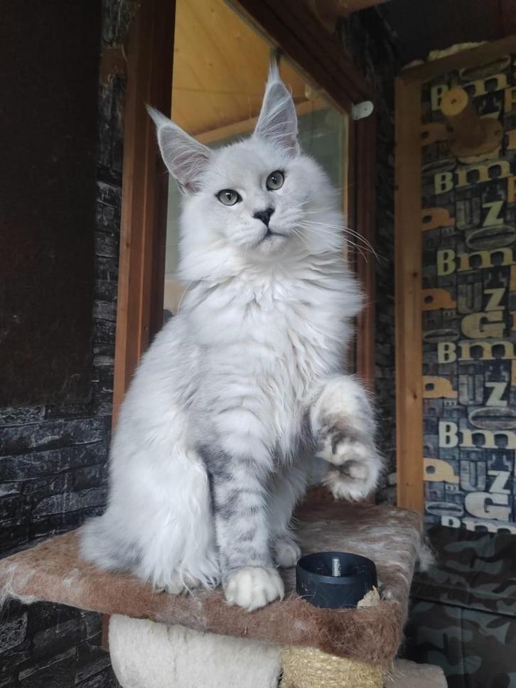 Maine Coons, Dieren en Toebehoren, Katten en Kittens | Raskatten | Langhaar, Kater, 0 tot 2 jaar, Met stamboom, Gechipt, Ontwormd