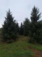 Kerstbomen omorica 4m tot 6m zilverspar, Tuin en Terras, Planten | Bomen, Ophalen