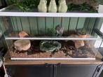Terrarium hamster of andere dieren, Dieren en Toebehoren, Gebruikt, Minder dan 75 cm, Hamster, Ophalen