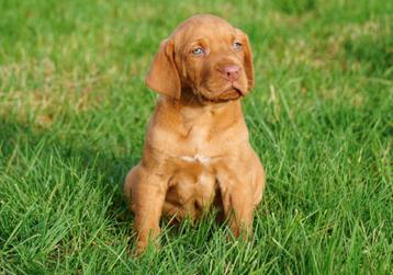 Vizsla pups te koop - Beide ouders aanwezig beschikbaar voor biedingen