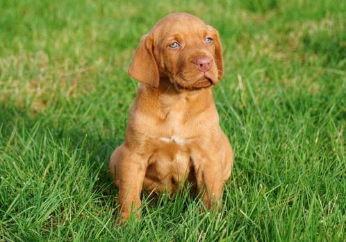 Vizsla pups te koop - Beide ouders aanwezig, Dieren en Toebehoren, Honden | Setters en Staande honden, Reu, Overige rassen, Fokker | Professioneel