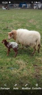 Brebis avec agneaux mâle, Mouton, Femelle, 0 à 2 ans