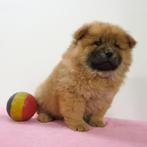 Chow Chow - Belgische pups te koop, Dieren en Toebehoren, Honden | Poolhonden, Keeshonden en Oertypen, België, CDV (hondenziekte)