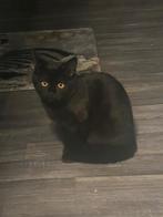 Brits kitten, Dieren en Toebehoren, Poes, Met stamboom, 0 tot 2 jaar