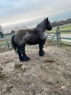 Trekpaard merrie, Dieren en Toebehoren, Hengst