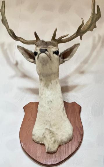 Opgezette hertenkop met gewei – prachtige staat beschikbaar voor biedingen