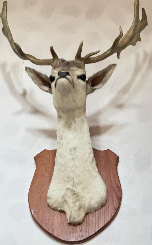 Opgezette hertenkop met gewei – prachtige staat, Antiek en Kunst, Curiosa en Brocante, Ophalen