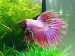 Betta man crowntail, Zoetwatervis, Vis