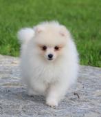 Pomeriaan/Dwergkees pups, Dieren en Toebehoren, België, Keeshond, CDV (hondenziekte), 8 tot 15 weken