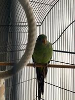 baraband parkiet, Parkiet