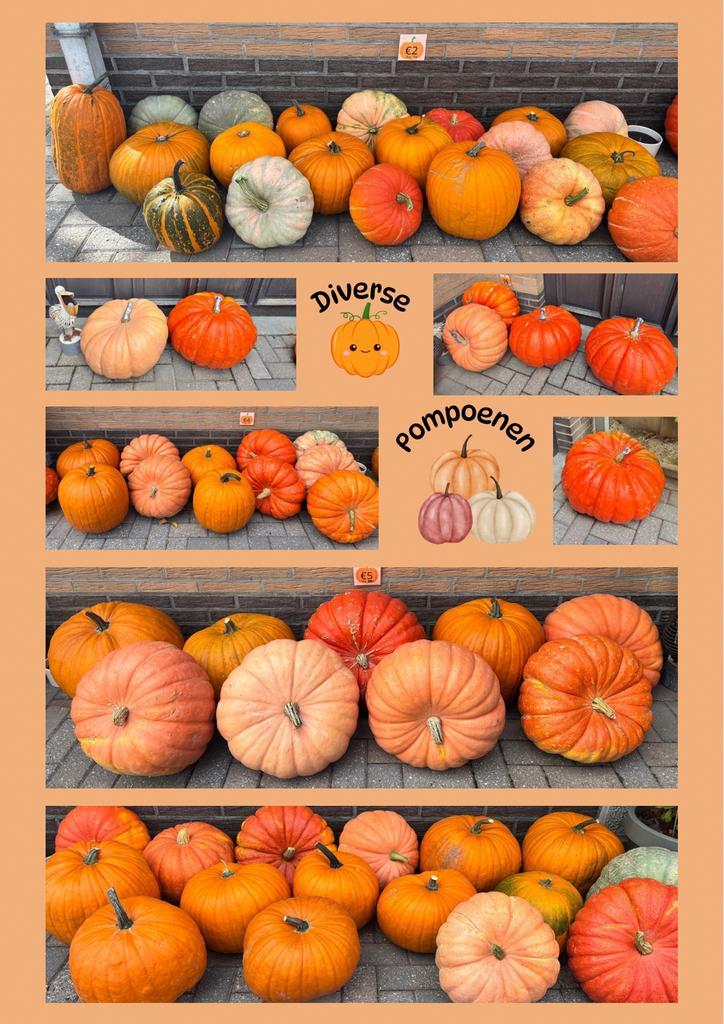Diverse pompoenen, Diversen, Levensmiddelen, Ophalen