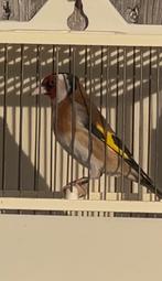 Parva putter, Mannelijk, Wildzangvogel, Geringd