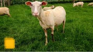Wei Kome tond des moutons