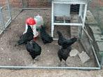 Ayam cemani