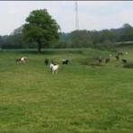 Location de box pour chevaux, Animaux & Accessoires