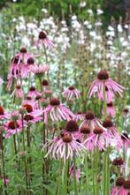 Echinacea pallida, Tuin en Terras, Ophalen