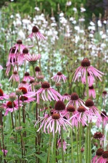 Echinacea pallida beschikbaar voor biedingen