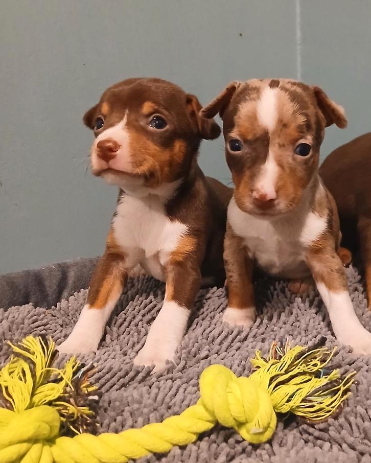 Jack russel pups zoeken warme thuis, Dieren en Toebehoren, Honden | Jack Russells en Terriërs, Meerdere dieren, Jack Russell Terriër