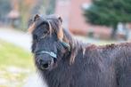 Prachtig zwart shetlander hengstje, Dieren en Toebehoren, Hengst, A pony (tot 1.17m), Gechipt, 0 tot 2 jaar