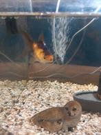2 goudvissen, Dieren en Toebehoren, Goudvis(sen)