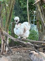 Zijdehoen usa hen, Dieren en Toebehoren, Pluimvee, Vrouwelijk, Kip