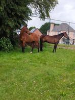 Grote Dravers ruin, Dieren en Toebehoren, Paarden, Gechipt, Ruin, Zadelmak, 170 tot 175 cm