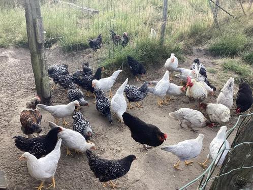 Hanen, Dieren en Toebehoren, Pluimvee, Kip, Mannelijk