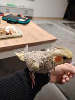 Super tamme valkparkiet 2maand oud, Dieren en Toebehoren, Parkiet, Tam